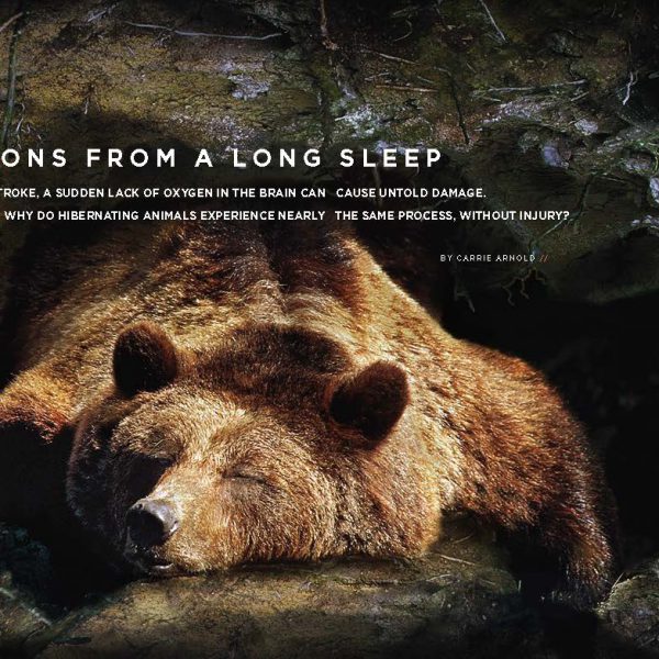 Fall 2018 Hibernation Feature